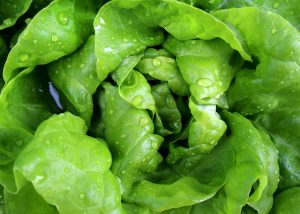 Potent Foods - Lettuce